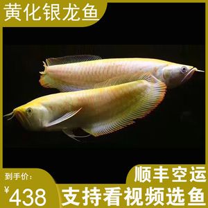 黃化龍魚23厘米價格多少錢：黃化龍魚23厘米價格多少錢黃化龍魚23厘米價格多少錢 龍魚百科 第1張