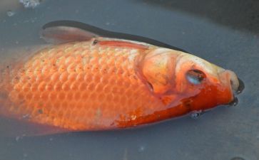 黃化龍魚23厘米價格多少錢：黃化龍魚23厘米價格多少錢黃化龍魚23厘米價格多少錢 龍魚百科 第3張