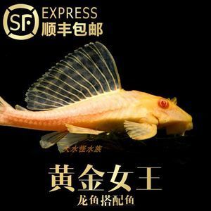 養(yǎng)金龍魚可以放清道夫嗎：養(yǎng)金龍魚可以放清道夫嗎？ 龍魚百科 第1張