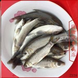 龍魚喂小草魚好嗎怎么喂：龍魚喂小草魚好嗎 龍魚百科 第2張