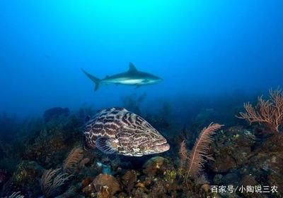 淡水石斑魚在魚缸中怎么養(yǎng) 魚缸百科 第1張