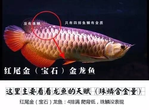 龍魚品相和介紹的區(qū)別在哪里：龍魚品相和介紹的區(qū)別 龍魚百科 第2張