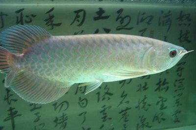 金龍魚的嘴巴里有黑點(diǎn)：金龍魚嘴巴里出現(xiàn)黑點(diǎn)可能是多種原因引起的，請注意