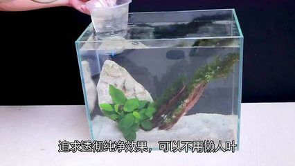 斗魚缸造景好還是不造景好：斗魚缸造景和不造景各有利弊， 魚缸百科 第3張