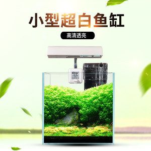 斗魚缸造景好還是不造景好：斗魚缸造景和不造景各有利弊， 魚缸百科 第4張