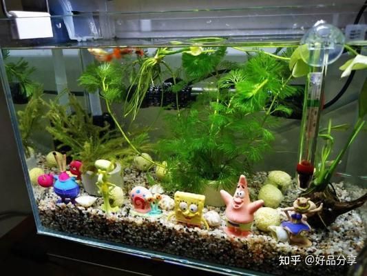 大魚缸買什么牌子的好：大魚缸選品牌有哪些？ 魚缸百科 第1張