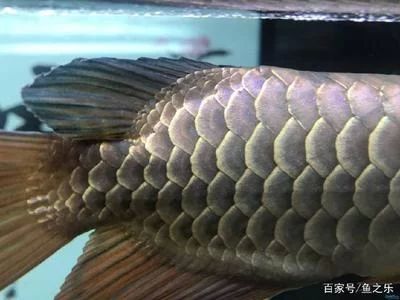 龍魚的頭能吃嗎：龍魚的頭可以食用嗎 龍魚百科 第1張