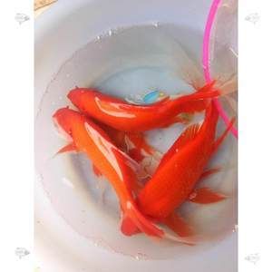 紅龍魚喂蝦仁行嗎怎么喂：紅龍魚喂蝦仁可行嗎 龍魚百科 第2張