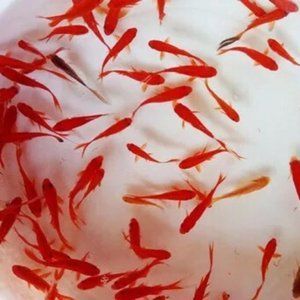 紅龍魚喂蝦仁行嗎怎么喂：紅龍魚喂蝦仁可行嗎 龍魚百科 第1張