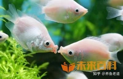 不用的魚缸怎么處理不影響風(fēng)水呢：如何處理不用的魚缸？