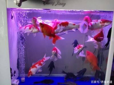 多大的魚缸養(yǎng)錦鯉 魚缸百科 第3張