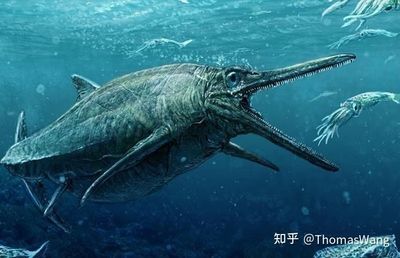 魚龍喂什么：關于魚龍的進化 龍魚百科