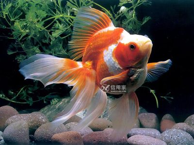 1.2米魚缸錦鯉能長多大：1.2米魚缸養(yǎng)錦鯉的適宜數(shù)量和生長情況 魚缸百科 第2張