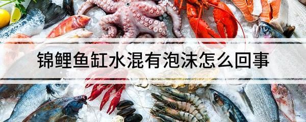 1.2米魚缸錦鯉能長多大：1.2米魚缸養(yǎng)錦鯉的適宜數(shù)量和生長情況 魚缸百科 第3張