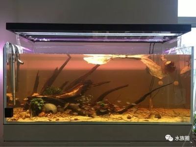 大師魚缸造景圖：大師級的魚缸造景應該具備哪些要素和技巧？ 魚缸百科 第3張