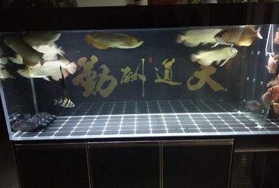 大魚(yú)水族魚(yú)缸養(yǎng)什么魚(yú)好：根據(jù)搜索結(jié)果推薦的一些適合大魚(yú)缸養(yǎng)的魚(yú)類(lèi)