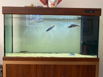 成品魚缸改造升級方案：成品魚缸改造升級之過濾升級 魚缸百科 第3張