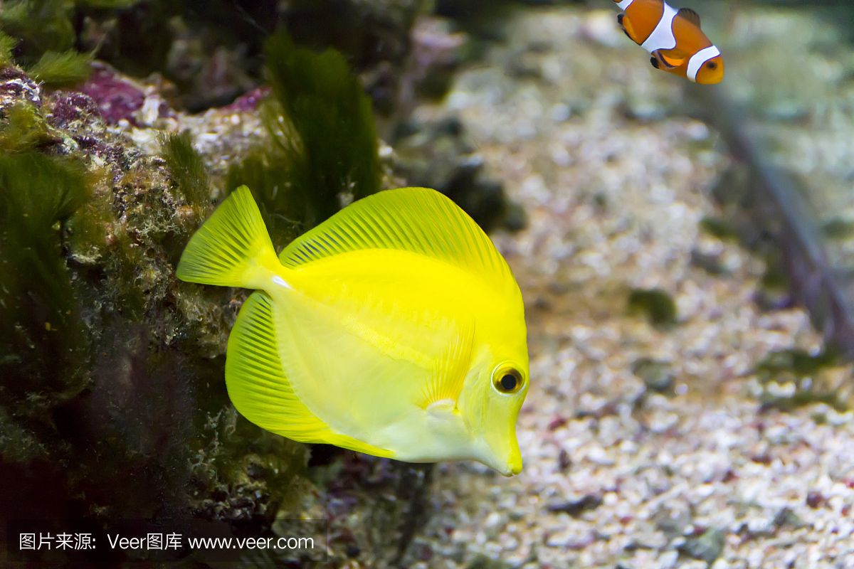 大洋的魚(yú)缸里：大洋水族魚(yú)缸店黃河路店