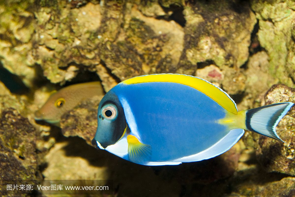 大洋的魚(yú)缸里：大洋水族魚(yú)缸店黃河路店