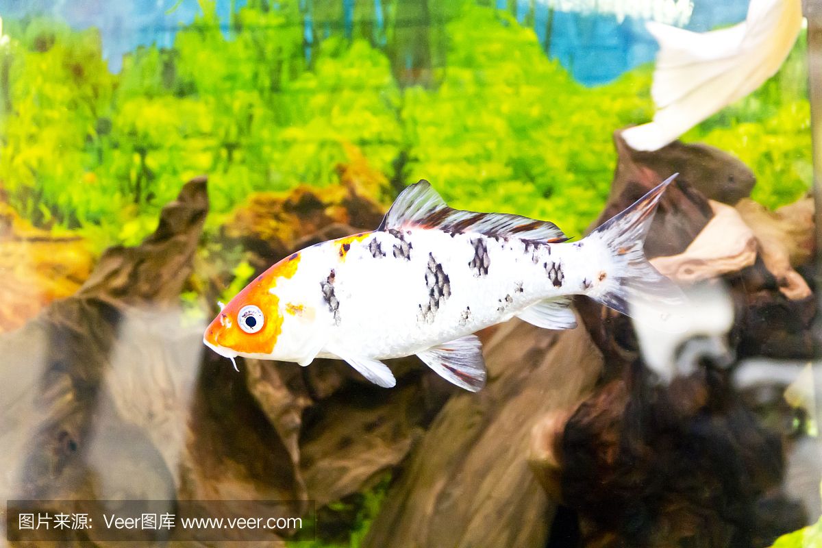 大洋的魚缸里：大洋水族魚缸店黃河路店 魚缸百科 第4張