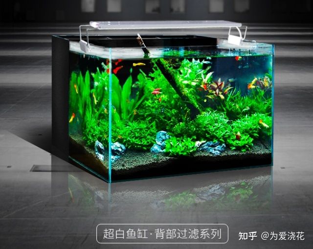 超白魚(yú)缸品牌推薦知乎：超白魚(yú)缸品牌推薦 魚(yú)缸百科 第2張