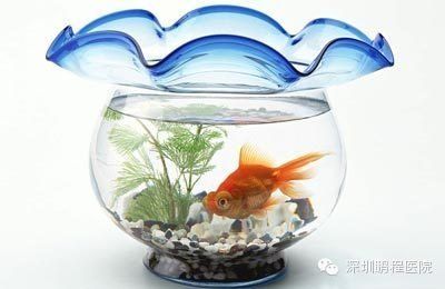 不能送人魚(yú)缸是什么意思：為什么魚(yú)缸不能送人？ 魚(yú)缸百科 第4張