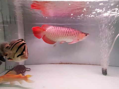 紅龍魚魚缸里能長多大的水：紅龍魚魚缸里能長多大的水呢？