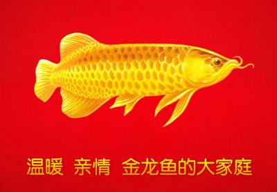 關(guān)于金龍魚的故事有哪些