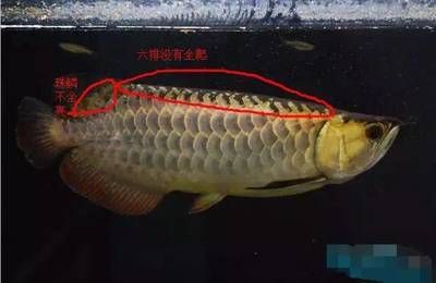 龍魚過背和高背圖解：龍魚的過背和高背主要體現(xiàn)在鱗片的排列和珠鱗的發(fā)亮程度上 龍魚百科 第3張