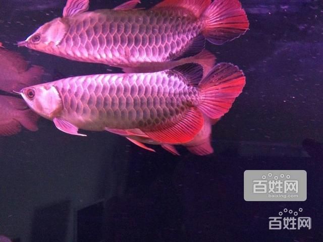 紅龍魚最佳配魚時間：紅龍魚在選擇配魚時需要考慮哪些因素 龍魚百科 第2張