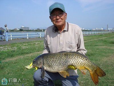 釣魚金龍魚：釣金龍魚的方法和注意事項 龍魚百科 第1張