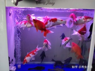 多大的魚缸能養(yǎng)20厘米的錦鯉幾條：不同尺寸魚缸適合養(yǎng)幾條20厘米的錦鯉 魚缸百科 第4張