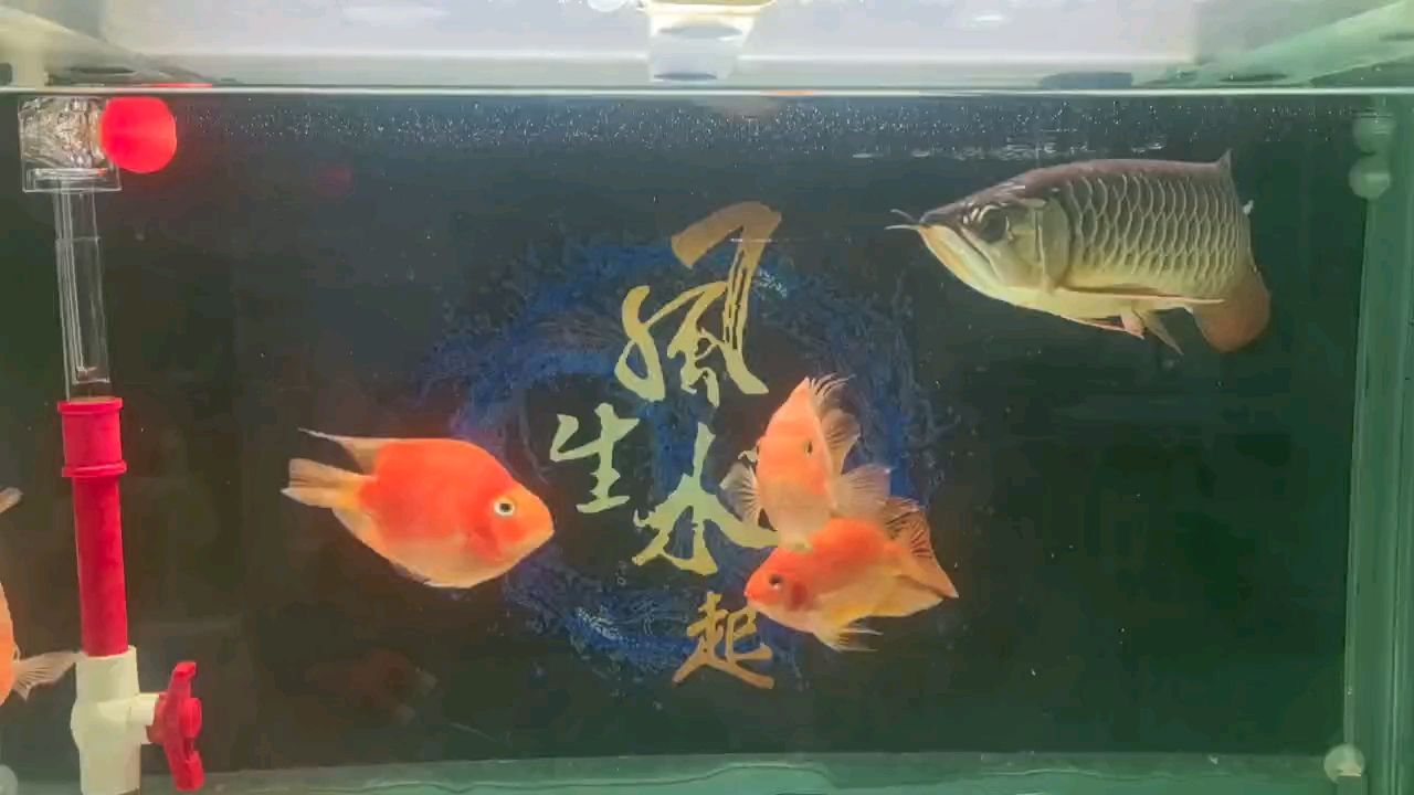 ：咸魚喊666評論：多久換水一次 觀賞魚論壇