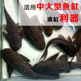 除了清道夫還有什么魚能清潔魚缸：清潔魚缸底沙清潔魚缸底沙清潔魚缸底沙清潔魚缸底沙 魚缸百科 第1張