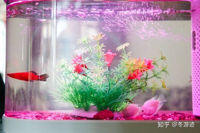 大型魚缸如何拆卸視頻：大型魚缸拆卸指導(dǎo) 魚缸百科 第4張