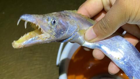 大齊的魚缸：大齊和他的魚缸