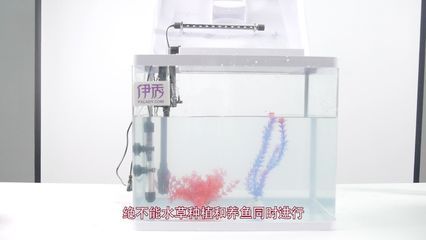 北方魚缸水草怎么養(yǎng)殖：北方養(yǎng)殖魚缸水草需要注意什么？ 魚缸百科 第4張