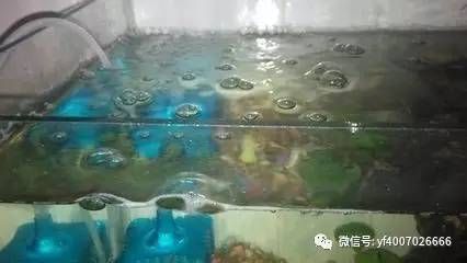 大型魚缸去哪里買便宜好用：大型魚缸選購指南 魚缸百科 第4張