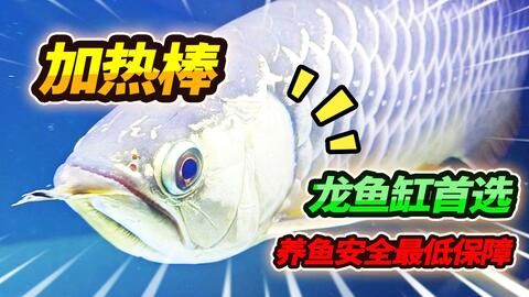 龍魚必須打氧嗎：龍魚是否必須打氧？