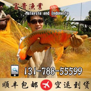 印尼金龍魚養(yǎng)殖基地電話：印度尼西亞的金龍魚魚場在全球市場上占據(jù)著重要地位 龍魚百科