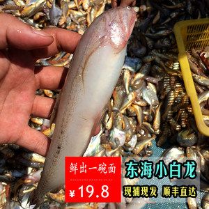 白龍魚(yú)營(yíng)養(yǎng)價(jià)值：白龍魚(yú)的營(yíng)養(yǎng)價(jià)值 龍魚(yú)百科 第1張