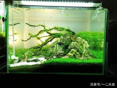 大型景觀魚缸推薦品種：大型景觀魚缸的選擇和養(yǎng)護 魚缸百科 第1張