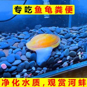 淡水哪里有賣魚缸的地方啊多少錢：水族箱植物的選擇與養(yǎng)護(hù) 魚缸百科 第3張