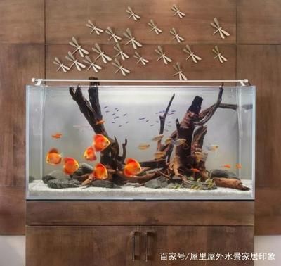 成品底濾魚缸：如何選擇成品底濾魚缸