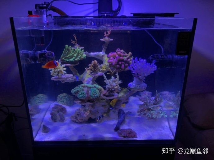 淡水魚 魚缸喂養(yǎng)數量要求：關于養(yǎng)魚密度與水質管理