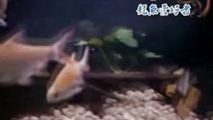 龍魚到家不吃東西食物怎么辦：龍魚到家后不吃東西怎么辦