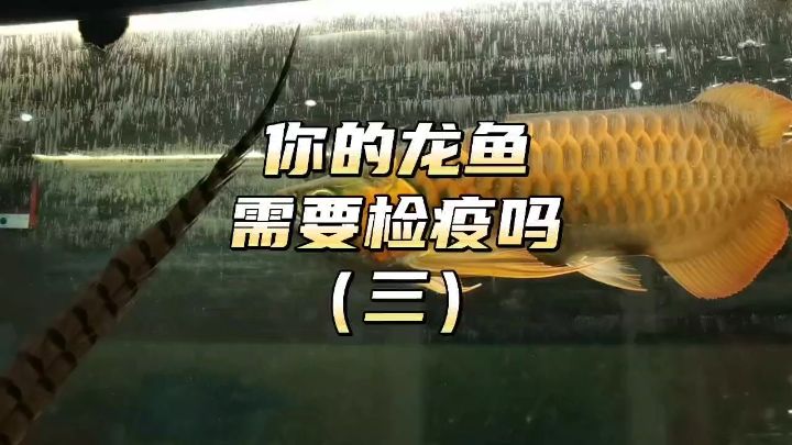 你的龍魚(yú)需要檢疫嗎？（三）：你的龍魚(yú)需要檢疫嗎? 觀賞魚(yú)論壇