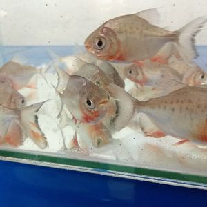 淡水白鯧魚能養(yǎng)在魚缸嗎：如何在家中養(yǎng)活淡水白鯧