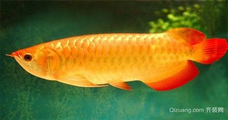 紅色金龍魚(yú)多少錢(qián)：紅色金龍魚(yú)價(jià)格 龍魚(yú)百科 第3張