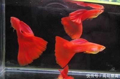 龍魚(yú)能一直喂活草金嗎：龍魚(yú)可以一直喂活草金嗎